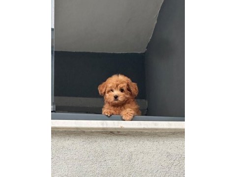 Yavru poodle 2 aylık