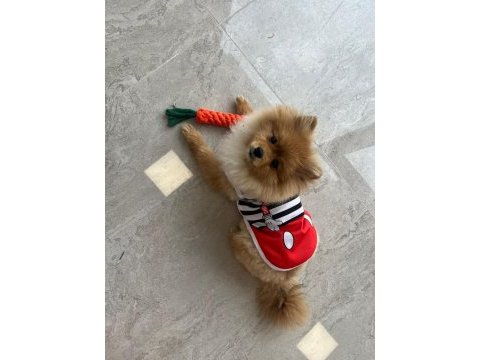 Orjinal uygun fiyatlı pomeranian