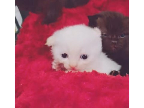 Scottish fold yavrularıma yeni yuva