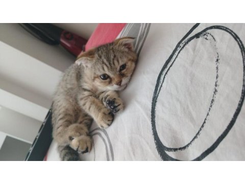 4 aylık scottish fold golden tabby - lora