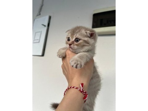 Safkan ve şecereli ırk scottish fold yavru
