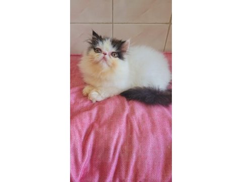 Full şecereli şampiyon kan hattı exotic shorthair snoppy