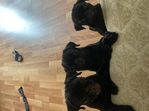 3 aylık erkek pug yavruları