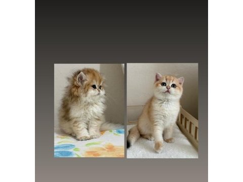 Safkan british shorthair golden ny12