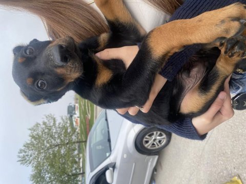Ölüm makinası doberman