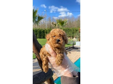 Red brown toy poodle yavruları istanbul
