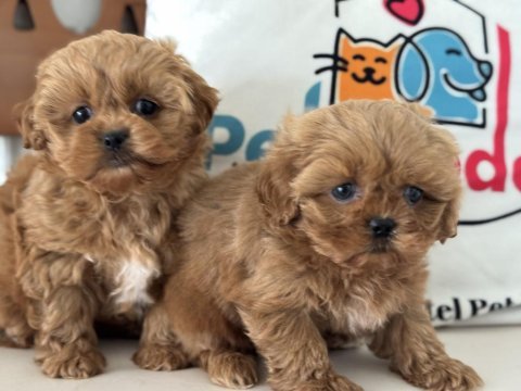 Ankaranın en özel mini  kore malripoo yavruları