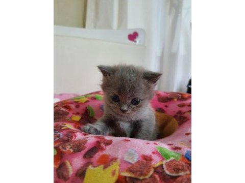 British kediler hatay ankara izmir içi