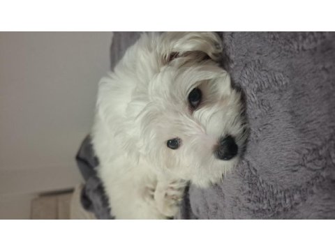 2.5 aylık maltipoo fındık bey