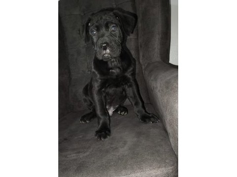 Cane corso bebekler teslime hazır