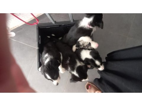 50 günlük border collie yavrular ilk aşıları karneleri hazır