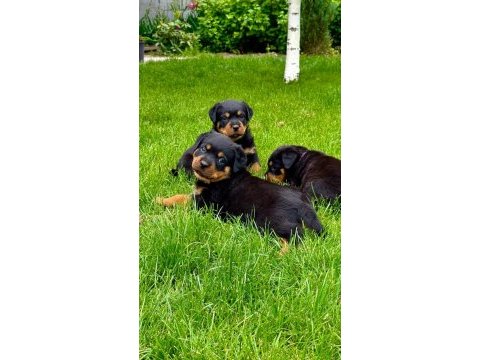 A kalite rottweiler bebekler