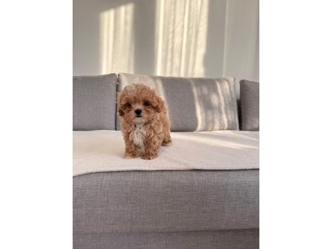 Irkının en kaliteli yavrusu ev doğumlu teacup boy maltipoo