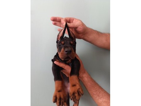 Üst düzeyde a şecere a kalite doberman
