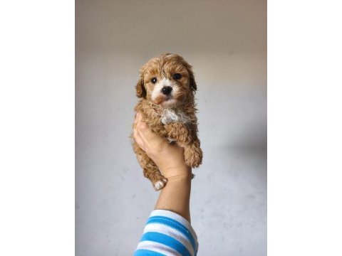 Maltipoo yavrularımız