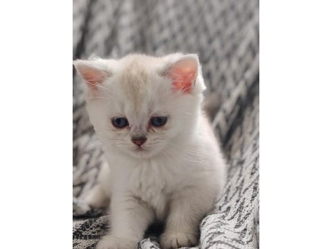 Safkan british shorthair yavrular