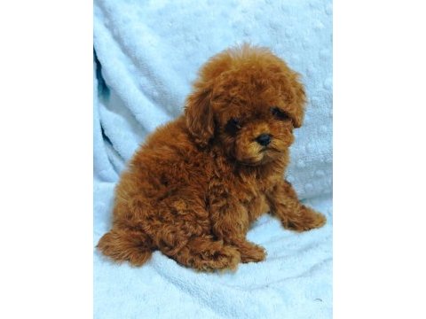 Daha güzel poodle varsa karşımıza çıksın