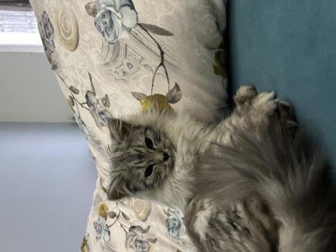 Safkan british longhair