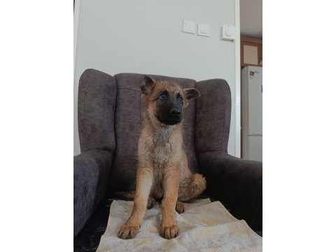 Erkek belçika kurdu