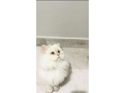 By1133 dişi 5 aylık british longhair