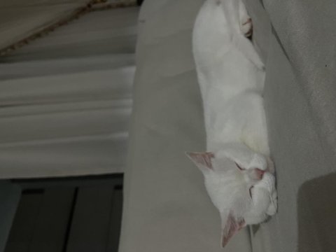 Çok akıllı bir british shorthair
