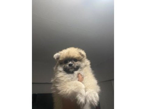 Pomeranian dişi yavrumuz