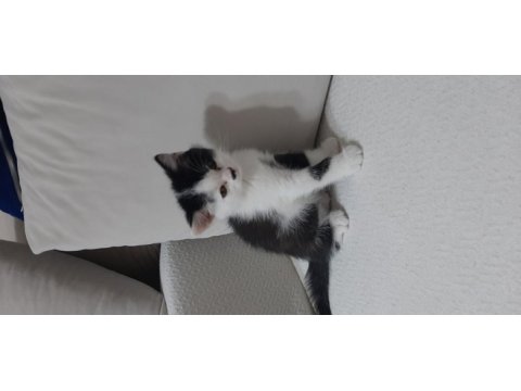 British shorthair bicolor