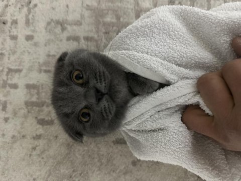 Scottish fold kedim