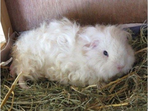 Guineapig yavrular aynı gün set halinde teslim edilir
