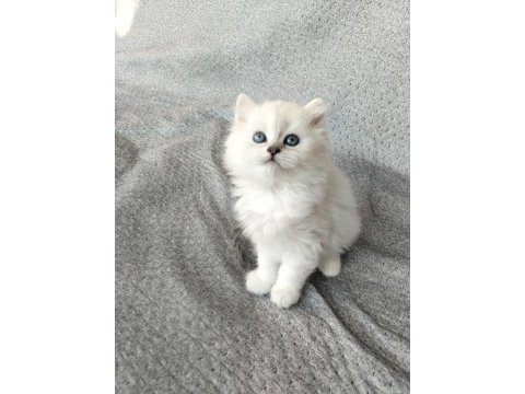Boncuk gözlü british longhair bebekler serisi
