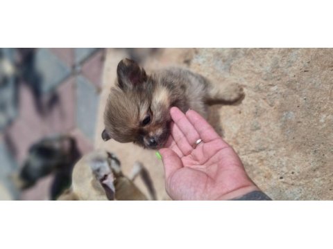 Nadır renkte chihuahua bebekler