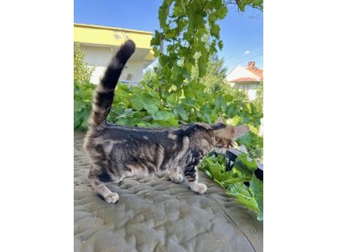 Charcol bengal kedisi dişi