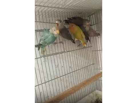 10 adet sevda papağanı