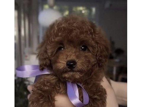 Toy poodle yavrumuz için ulaşın