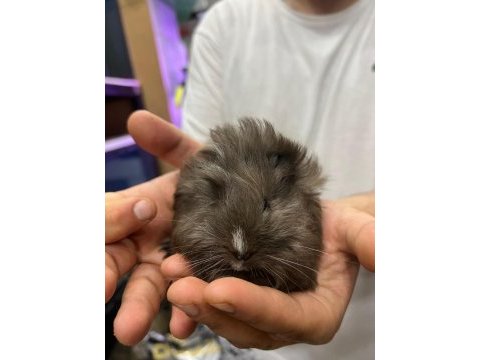 Prehistoricpets garantisi ile guinea pig