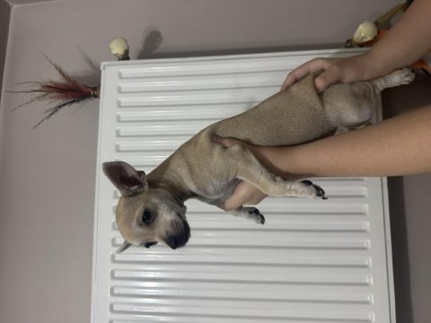Şivava minyatür pinscher
