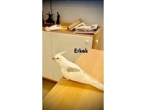Yumurtalı heavy sultan takım erkeği ful evcil konuşma var