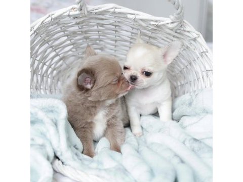 Birbirinden güzel safkan chihuahua yavrularımız