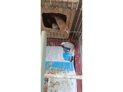 1 adet dişi goldiyan ve bengal ispinozları