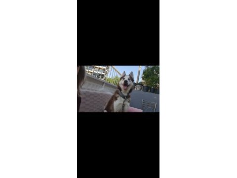 Husky kızıma eş arıyorum