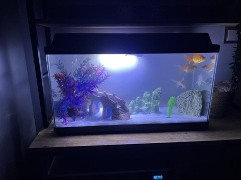 80 cm akvaryum