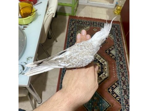 7 aylık dişi wf pearl sultan papağanı