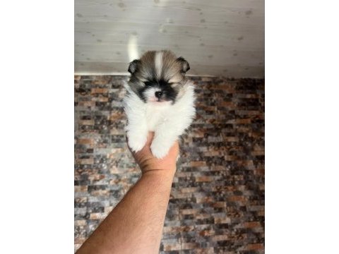 Tea cup muhteşem yapıda pomeranian boo