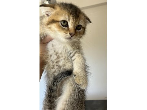 British shorthair leopar desenli yavrum