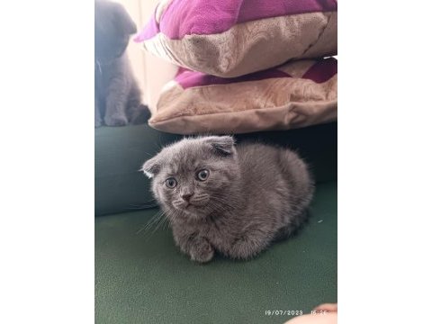 Sahiplendirme scottish fold