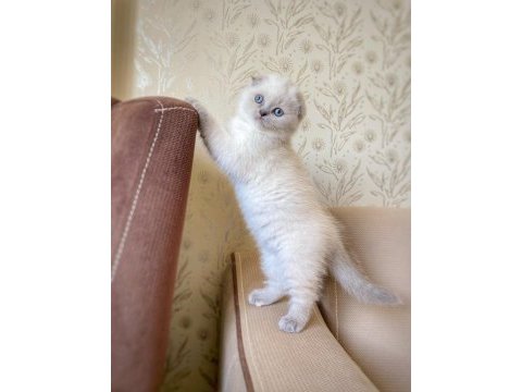 A kalite scottish fold dişi