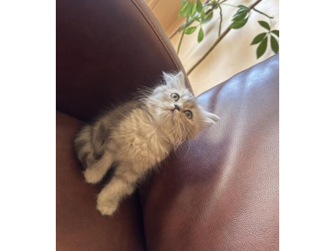 4 tane yavru var scottish fold british longhair
