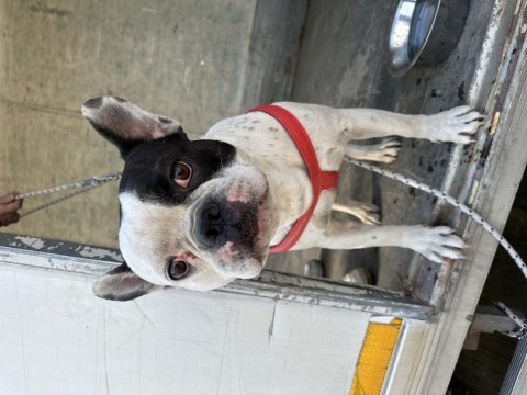 Korsan french bulldog