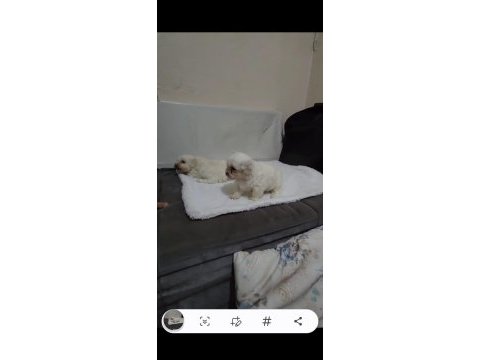 Maltese yavrular