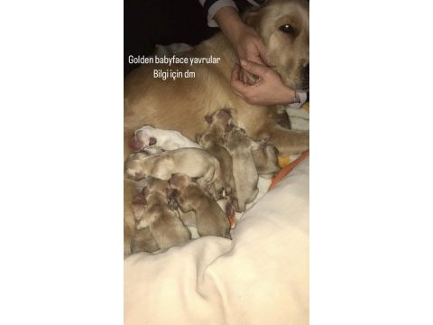 Golden baby face golden retriever yavrular